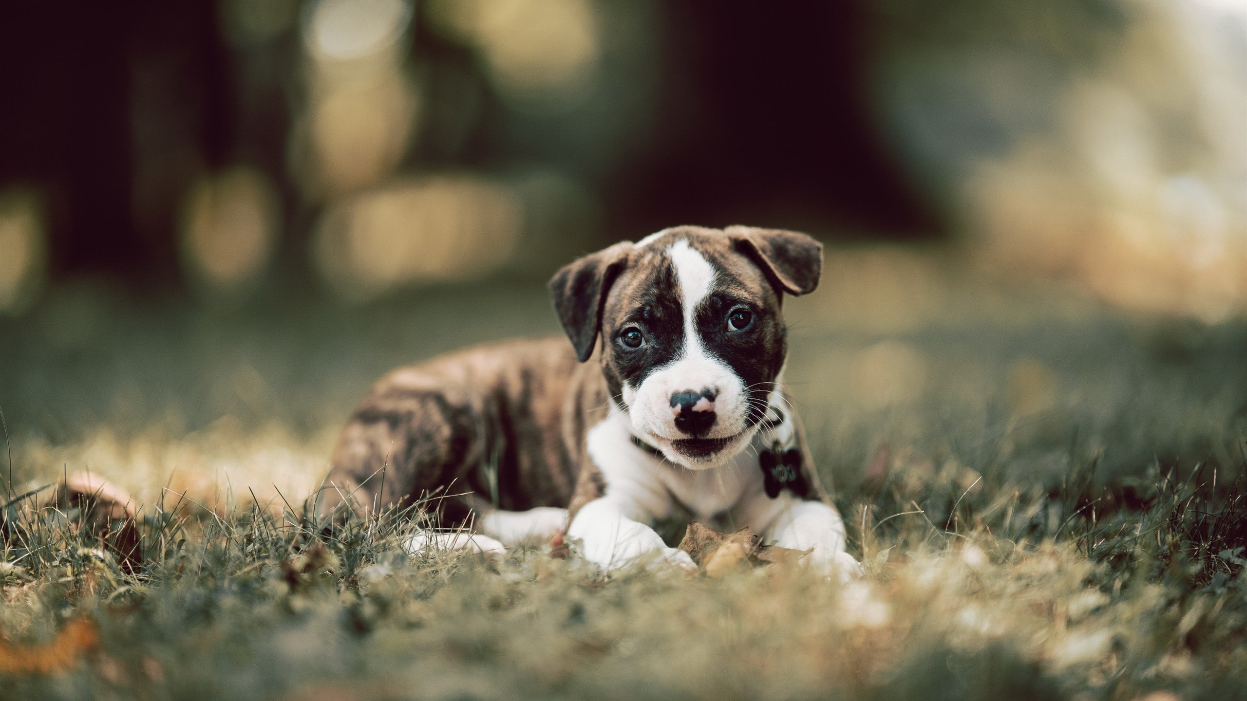 神域降临，F1年度争冠夜，锡安驶入对手无法解析的维度