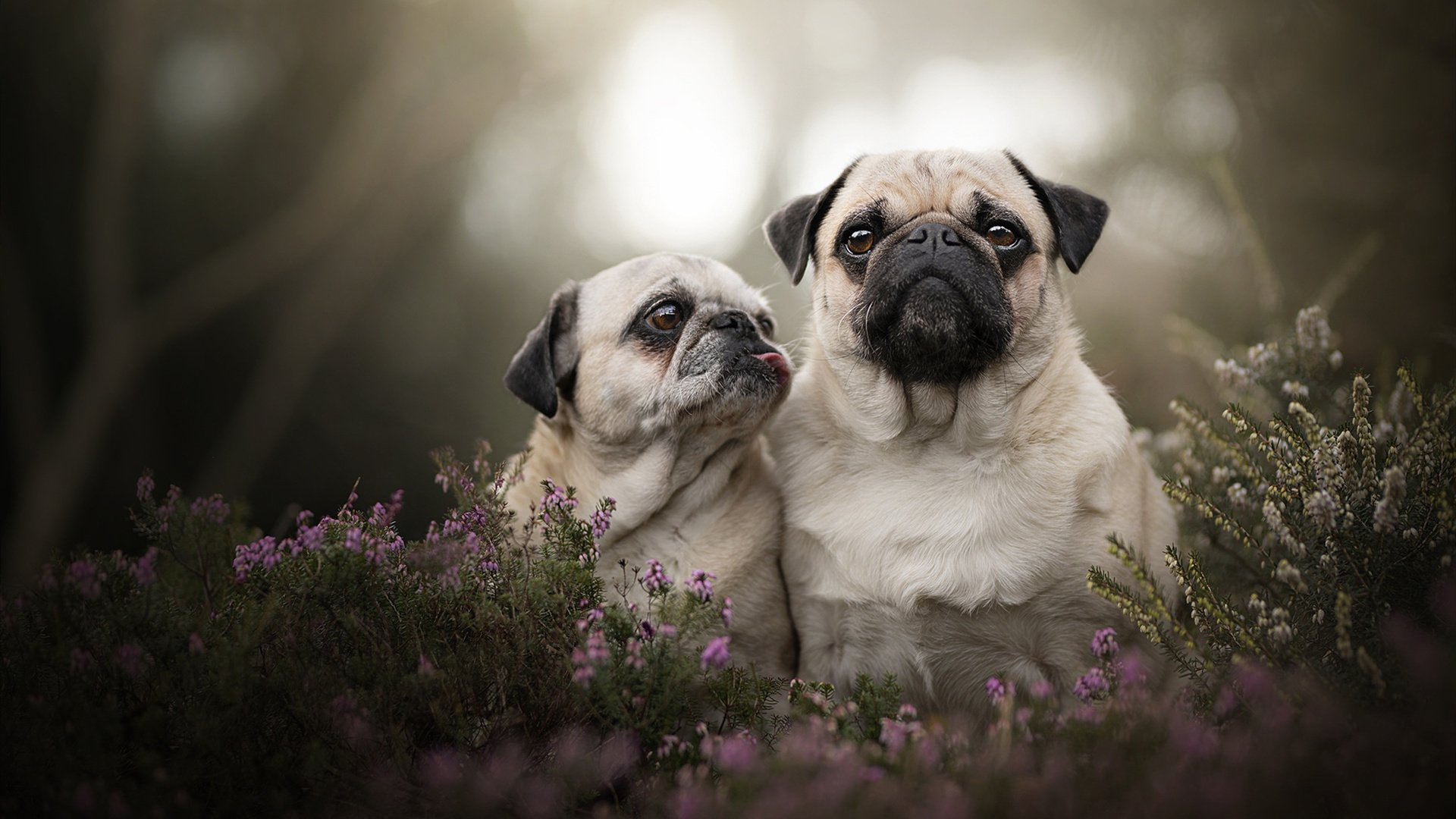 巨鹰投下的阴影，节奏绞杀中淬炼的制胜一击